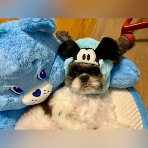 Mickey Mouse Hoodie. Hat for your pet - cat, or dog. Disney Mickey Mouse